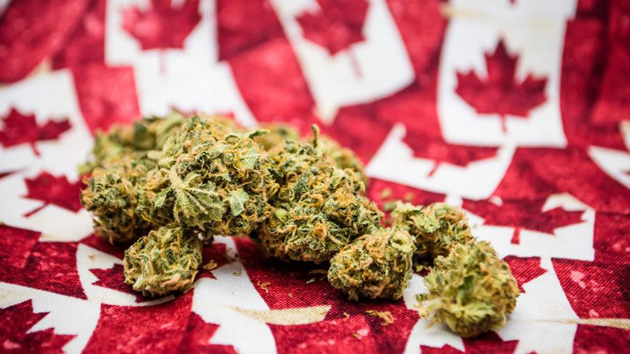 canada legalização da maconha Prós, contras e o que ainda não se sabe sobre a cannabis legal no Canadá, após três anos