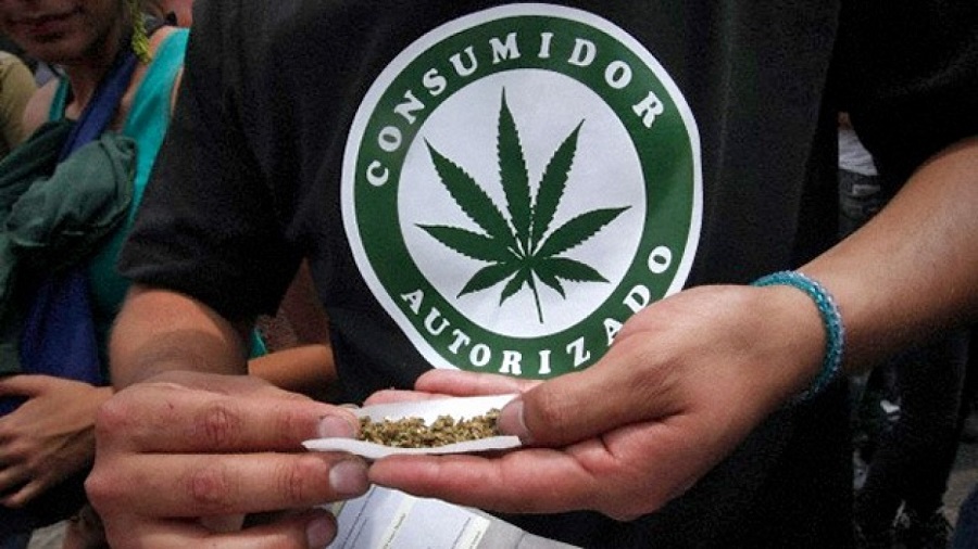 consumidor marihuana baseado Juíza se antecipa ao Supremo e declara inconstitucional artigo 28 da Lei de Drogas