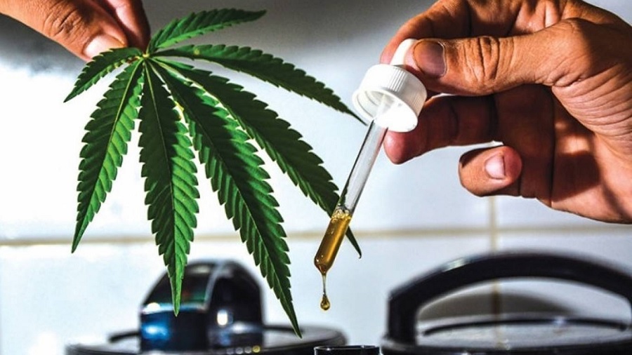 folha conta gotas Pacientes de cannabis medicinal chegam a quase 20.000 no Brasil