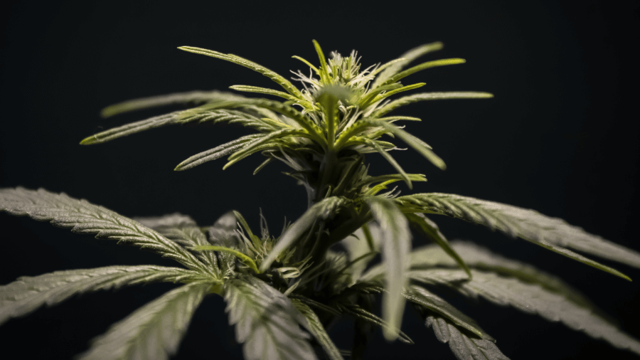 thcameraphotography 1 ONU reclassifica a cannabis como uma droga menos perigosa