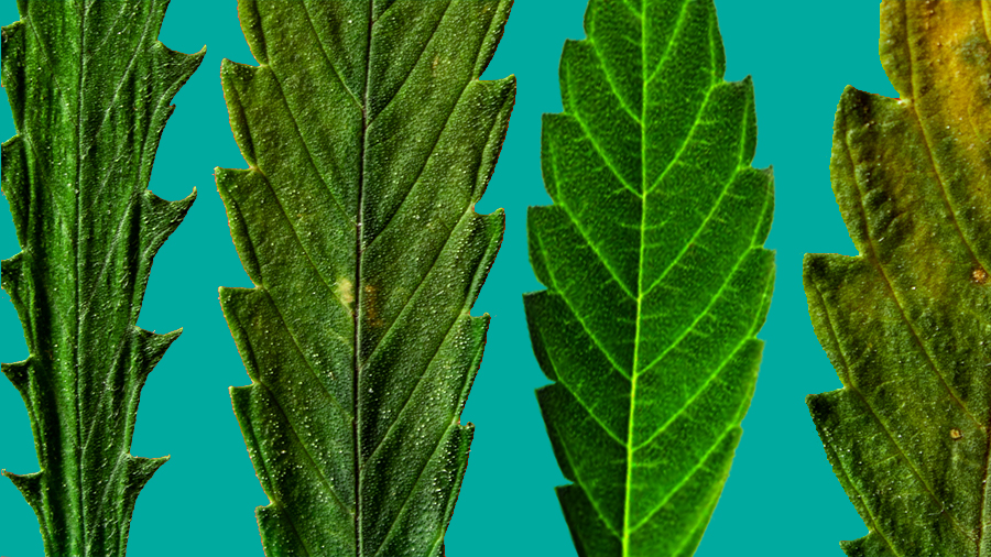 Cannabis Indica Sativa Híbrida ruderalis quais diferencas das plantas 1 Cannabis Indica, Sativa, Híbrida e Ruderalis: quais as diferenças?