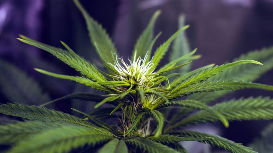 ramo apical Cannabis reduz a dor e outros sintomas entre pacientes com câncer, segundo estudo
