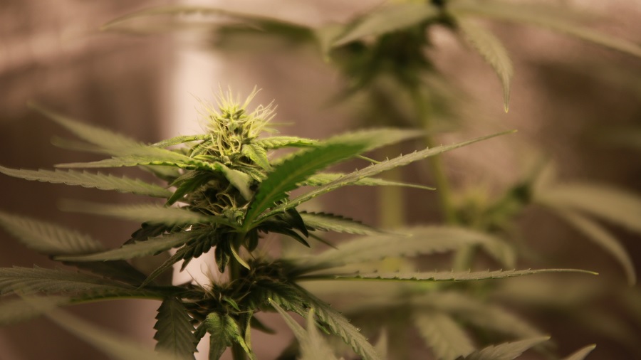 flor cultivo marrom Nova Zelândia terá sua primeira extensão de pós graduação em cannabis medicinal