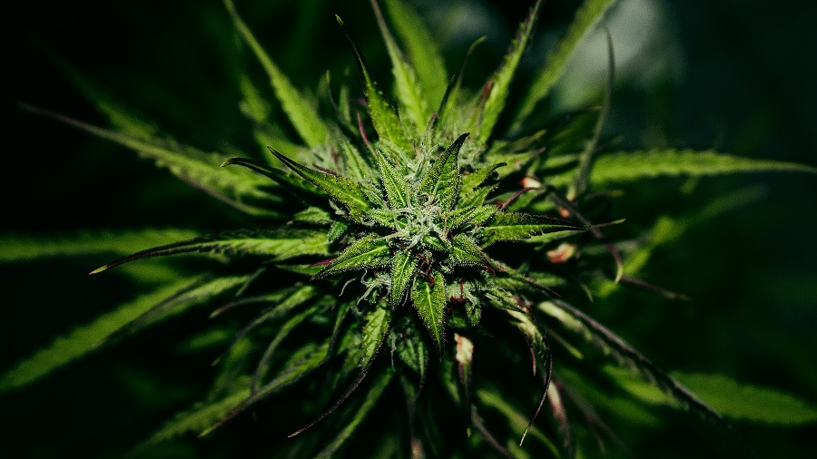 superior top bud flor Uruguai: clubes e cultivadores de cannabis estão na mira da fiscalização