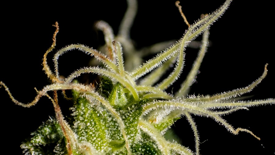 pistilos bud close Estudo mostra que a cannabis reduz as “tempestades” inflamatórias causadas pela Covid 19