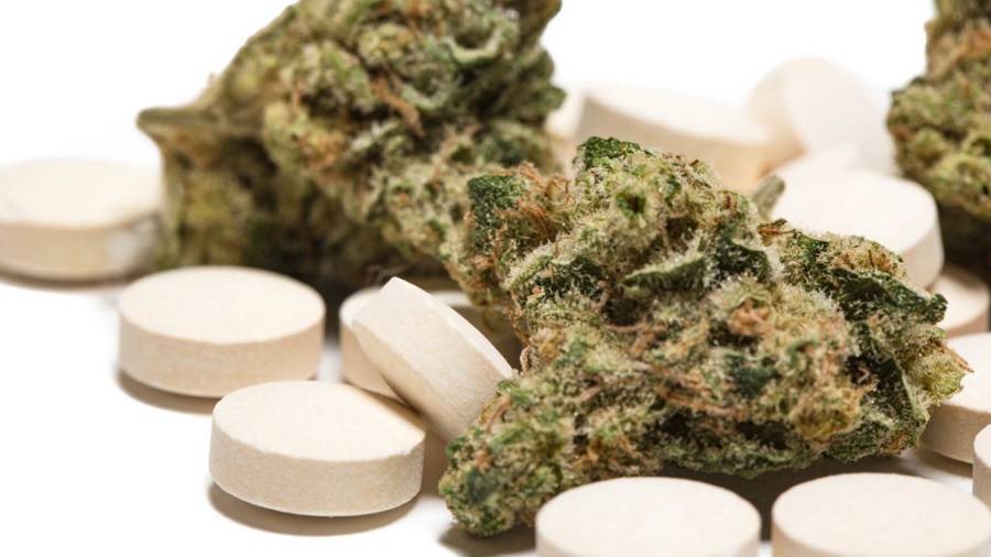 buds comprimidos Prescrições de opioides diminuem após legalização da maconha no Canadá