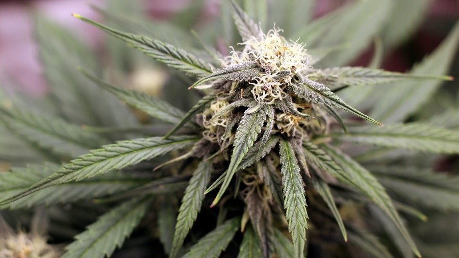 top bud jamie edwards Cannabis contra o câncer e soluções no cultivo de cânhamo são estudados na Austrália