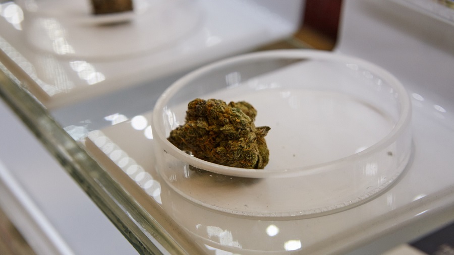 bud vitrine Mercado legal de cannabis do Canadá continua a corroer participação do mercado ilícito