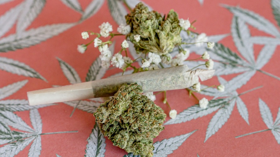 baseado buds shelby Consumo juvenil de cannabis e legalização no Canadá — reconsiderando medos, mitos e fatos