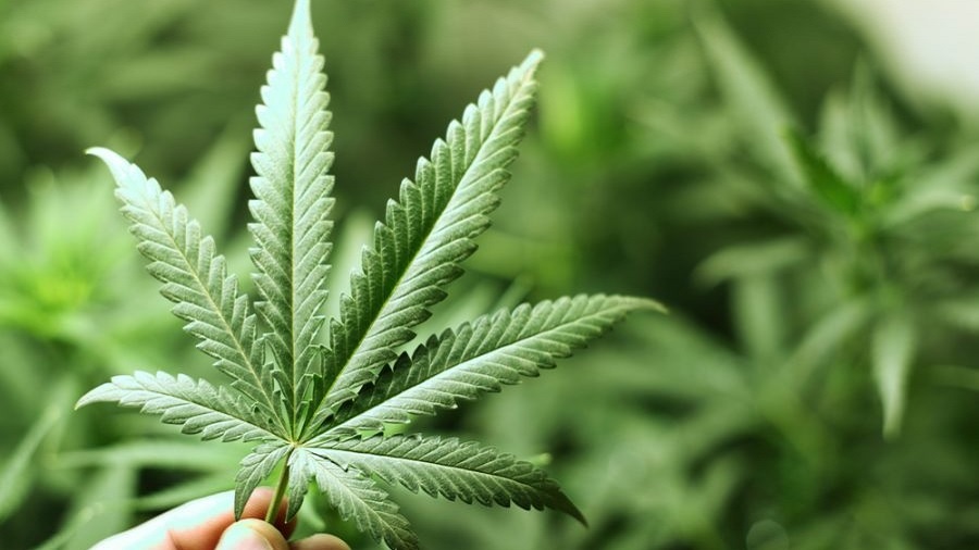 folha cultivo Associação de juristas propõe legislação para descriminalizar a cannabis na Tasmânia