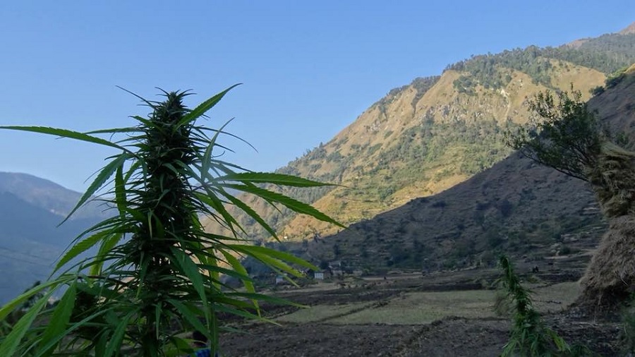 plantas nepal Instituto de pesquisa quer reconstruir economia do Nepal com produção sustentável de cânhamo