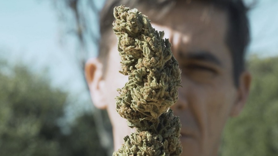 tincho tinchin Legal: A alucinante websérie sobre o primeiro país a legalizar a cannabis