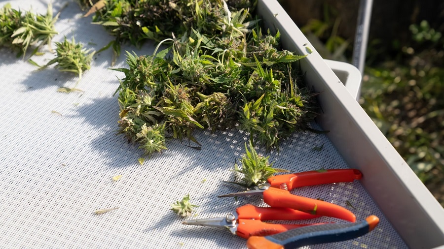 buds bandeja Maine (EUA) quer manter regra de residência para empresas de cannabis