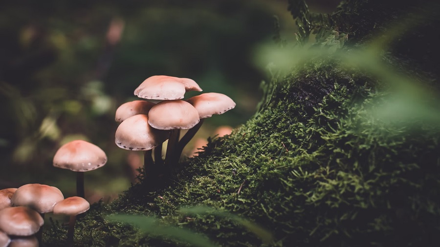 cogumelos musgo Drogas psicodélicas estão de volta na medicina