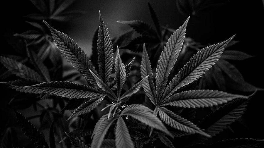 folhagem folhas planta preto A farsa da equidade social: Califórnia está falhando com negócios de cannabis de propriedade negra