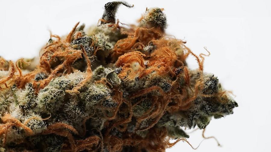 bud pistilos tricomas Estudo descobre a química por trás do cheiro “skunk” da cannabis