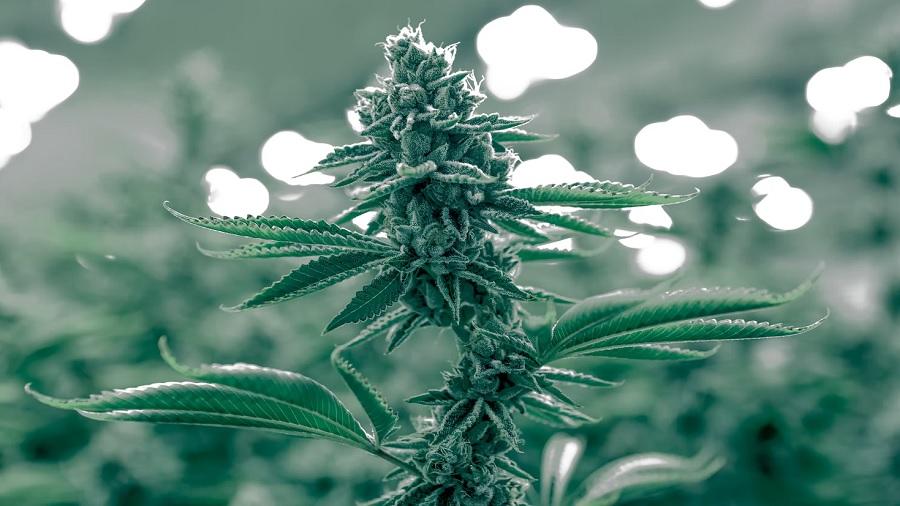 cola cultivo Universidade do Arizona (EUA) lança programas de certificação em cannabis