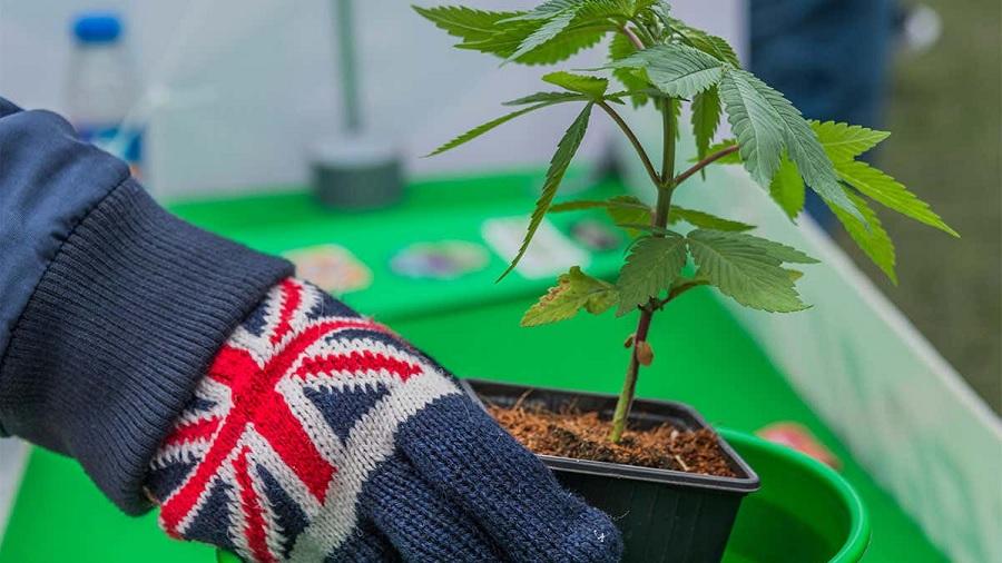 luva bandeira reino unido Indústria de cannabis medicinal poderia valer quase R$ 9 bilhões no Reino Unido