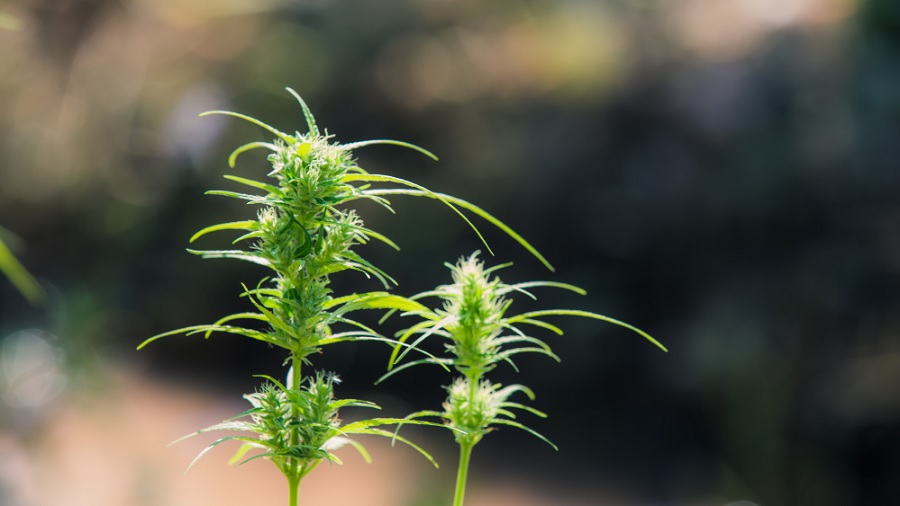 colas plantas Variedade de cannabis com 0% de THC entra no mercado dos EUA