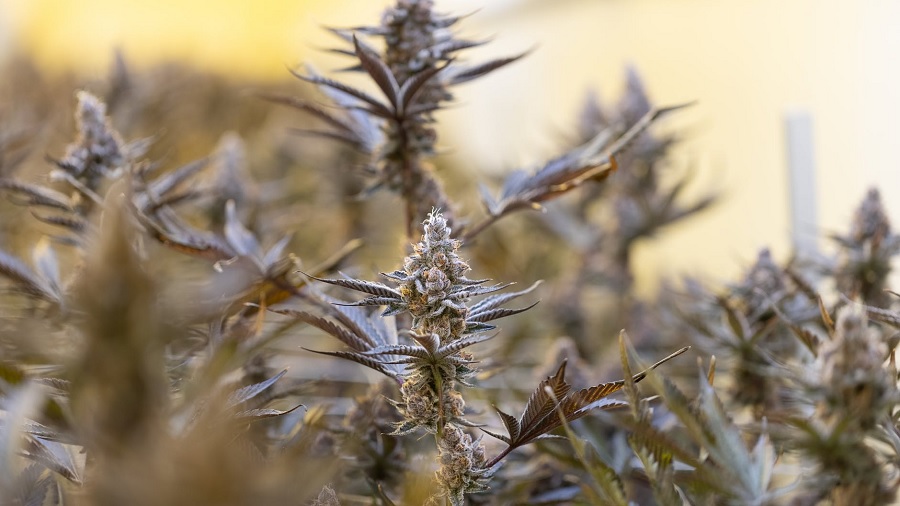 cultivo marrom Lei autoriza uso medicinal de cannabis no Rio Grande do Norte