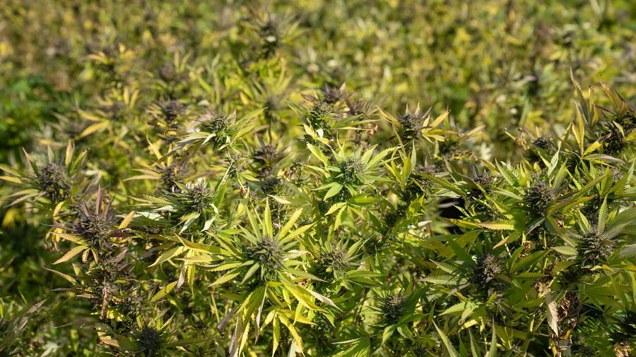cultivo plantas África do Sul envia duas toneladas de cannabis para a Europa em remessa recorde