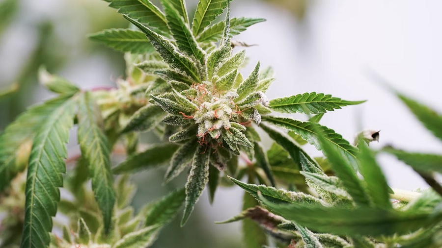 top bud pistilos plantas Califórnia (EUA) deveria limpar condenações por cannabis: dezenas de milhares ainda estão definhando