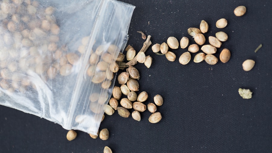 sementes saco STJ tranca ação por atipicidade da importação de sementes de maconha
